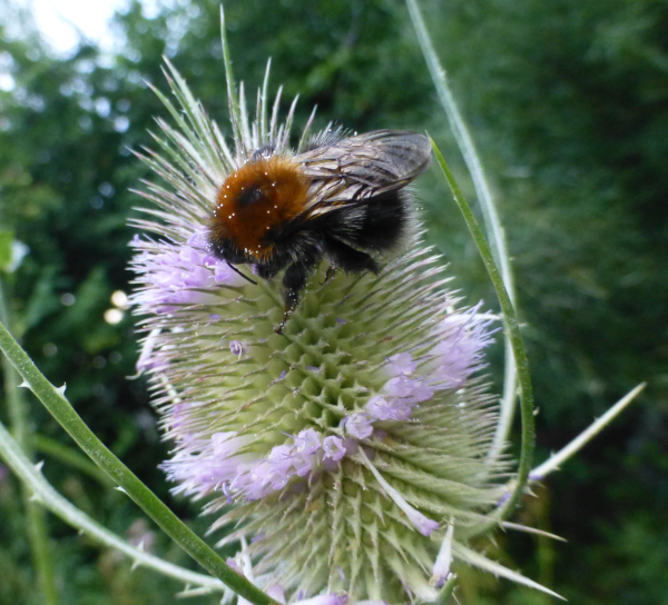Kardenblüten mit Griffeln und Narben