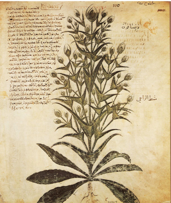 Kardenblüten mit Griffeln und Narben